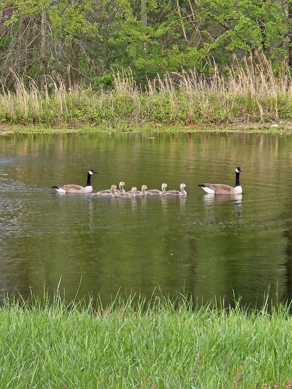 Geese on a pond.