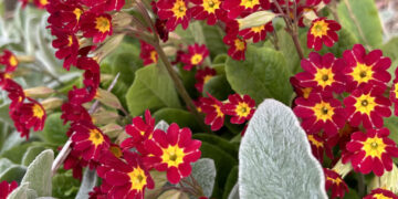 Primrose flowers.