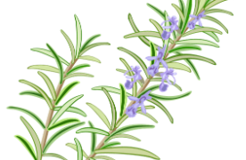 From the Potting Shed