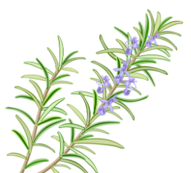 From the Potting Shed