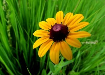 The Power of Perspective – Picture It