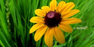 The Power of Perspective – Picture It