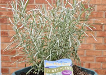 From the Potting Shed