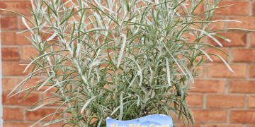 From the Potting Shed