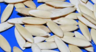 From the Potting Shed