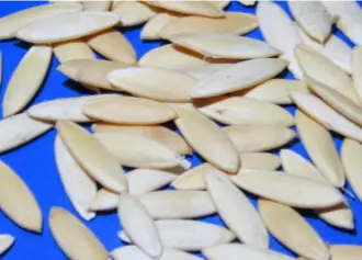 From the Potting Shed