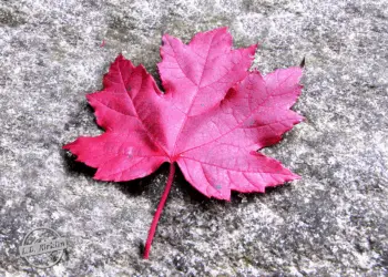 The Power of Perspective